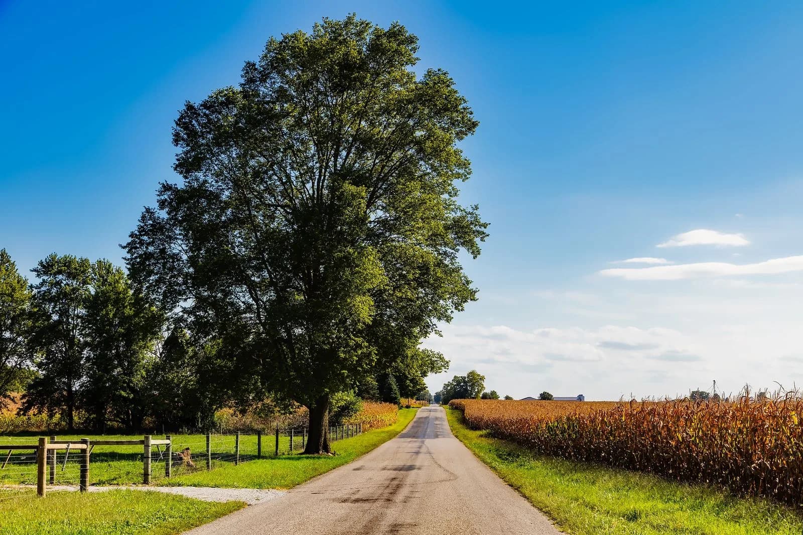 A rural Indiana road running past cornfields under a clear blue sky