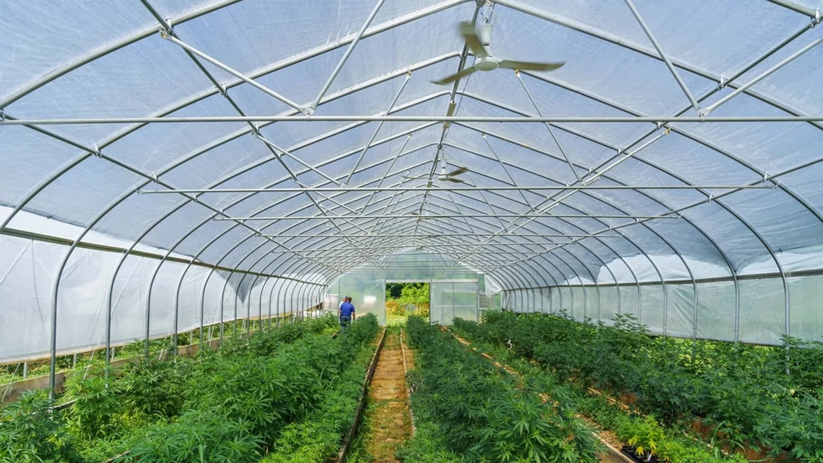 Rows of plants growing inside a long commercial greenhouse
