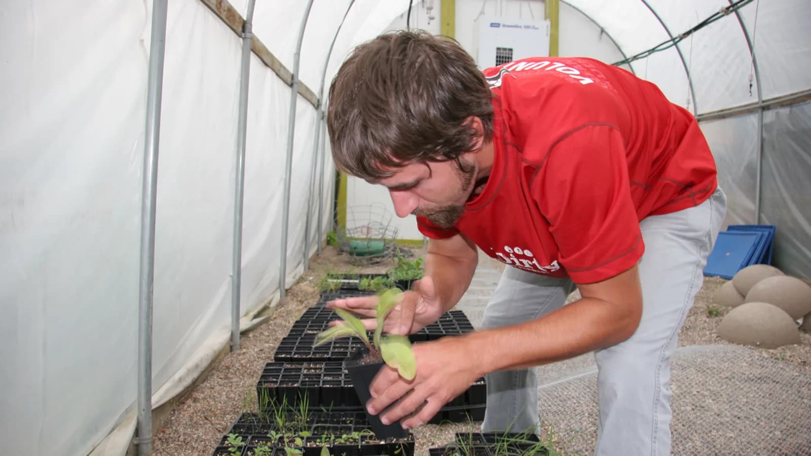 A grower tending seedlings inside a greenhouse