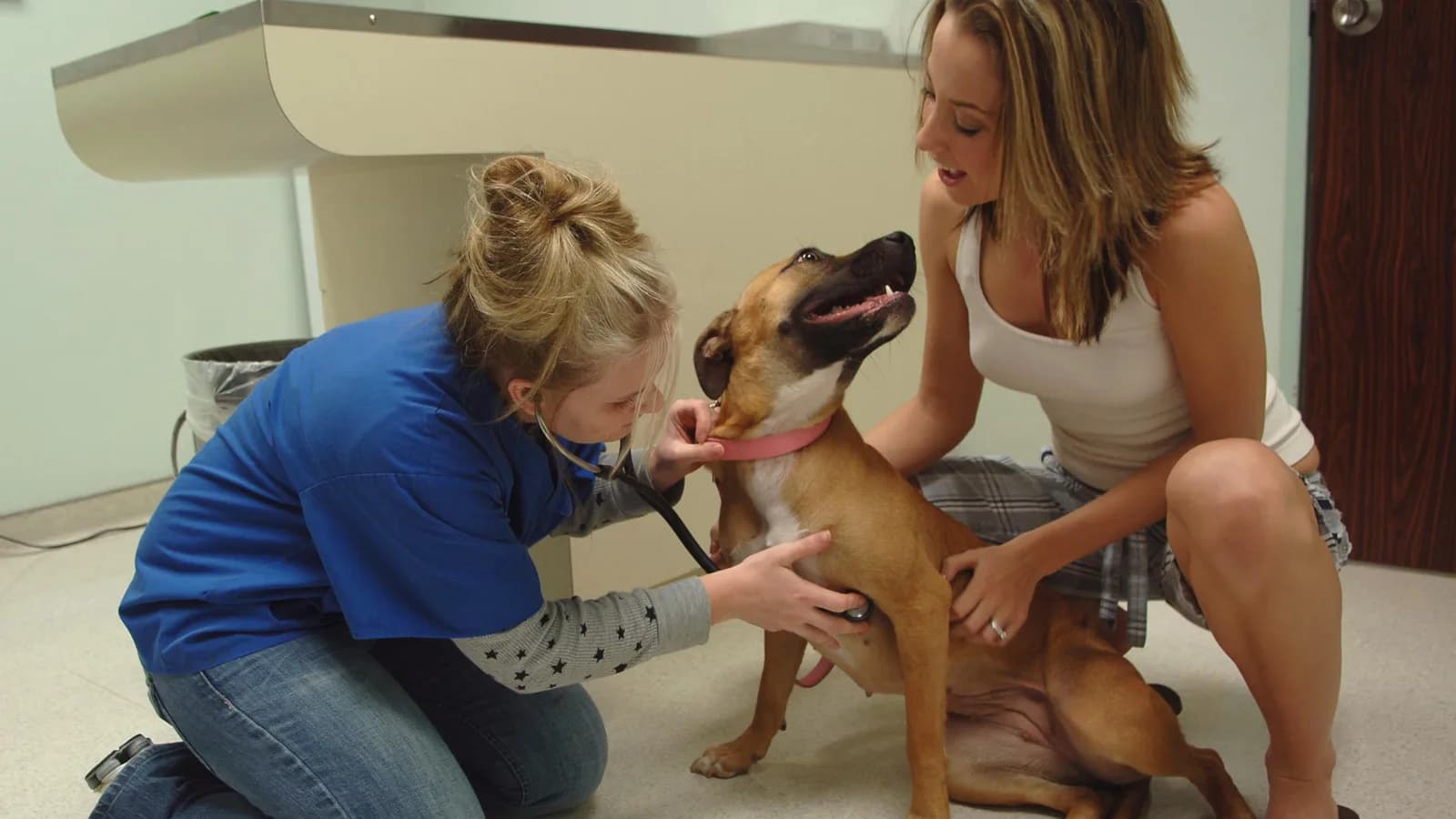 A veterinarian examining a dog held by its owner